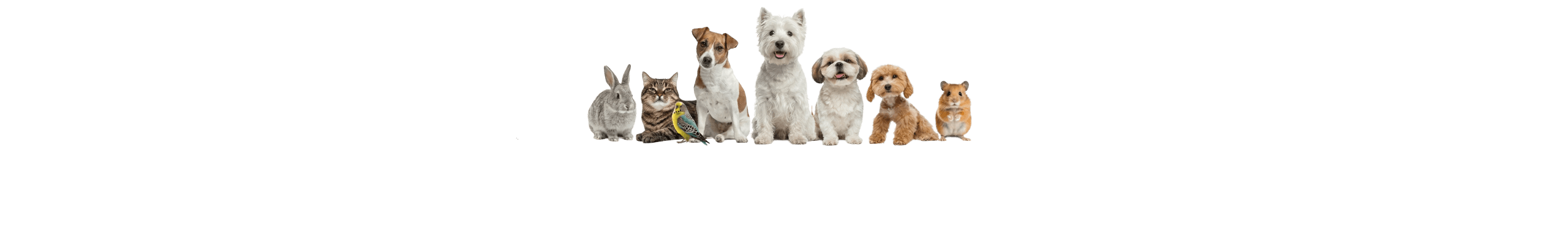 Guardianes de Huellas — Bienestar Animal Aragua